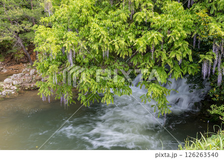 仁保一貫野のふじの花 126263540