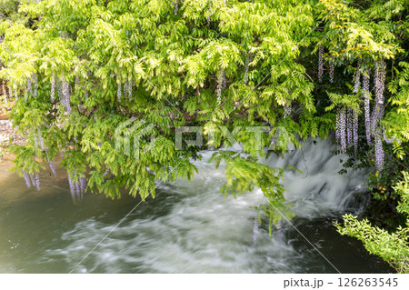 仁保一貫野のふじの花 126263545