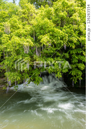 仁保一貫野のふじの花 仁保一貫野のふじの花 126263554
