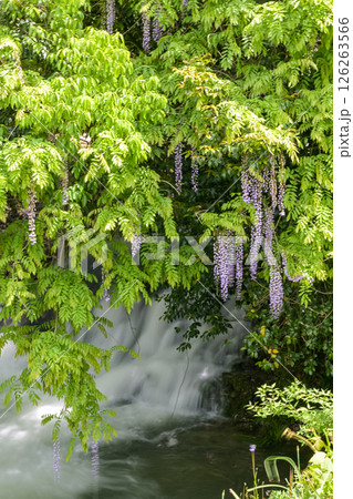 仁保一貫野のふじの花 仁保一貫野のふじの花 126263566