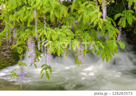 仁保一貫野のふじの花 仁保一貫野のふじの花 126263573