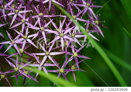 咲き始めたバラの花とメタセコイア並木 咲き始めたバラの花とメタセコイア並木 126263606