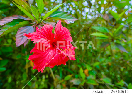 赤色のハイビスカスの花 沖縄県 赤色のハイビスカスの花 沖縄県 126263610