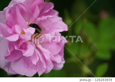 咲き始めたバラの花とメタセコイア並木 126263659