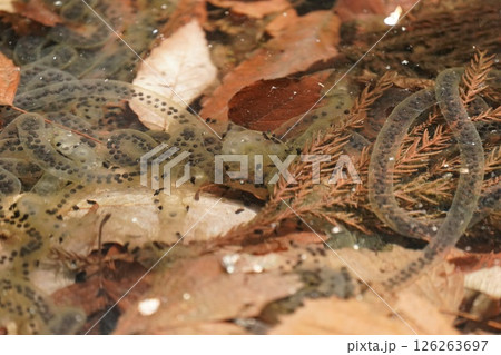 カエルの卵 126263697