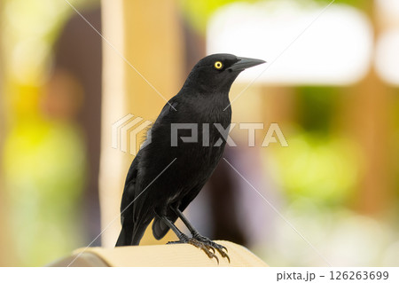 Noisy Great-tailed grackle perched on a lounge bed in the resort. 126263699