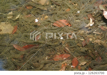 カエルの卵 126263700