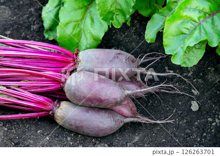 Long Cylindra beets are on the soil near the row in the garden. 126263701