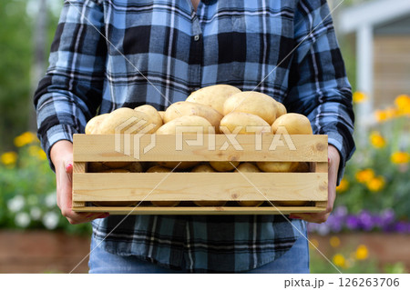 Wooden box with Yukon gold potatoes in woman's arms. Wooden box with Yukon gold potatoes in woman's arms. 126263706