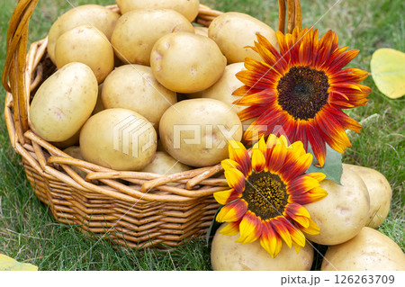 Yellow potatoes in the basket with sunflower on the green lawn in autumn. Yellow potatoes in the basket with sunflower on the green lawn in autumn. 126263709