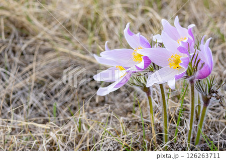 Prairie crocus or Pulsatilla patens grow in the wild in spring. Prairie crocus or Pulsatilla patens grow in the wild in spring. 126263711