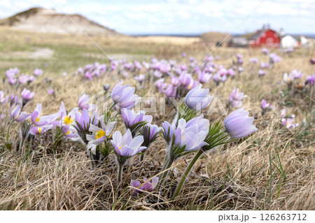 Purple Pulsatilla patens flowers grow in the field in spring. Purple Pulsatilla patens flowers grow in the field in spring. 126263712