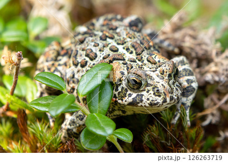 Canadian toad is on the yellow moss among branches in the woodland in fall. Canadian toad is on the yellow moss among branches in the woodland in fall. 126263719