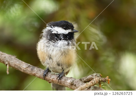 Black-capped chickadee is perched on a fir branch tree in the forest. Black-capped chickadee is perched on a fir branch tree in the forest. 126263725