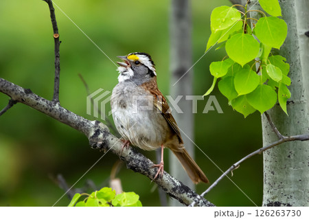 White-throated sparrow sits on a tree branch in spring in woods. 126263730
