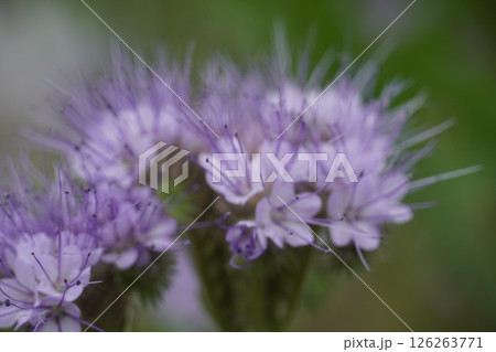 咲き始めたバラの花とメタセコイア並木 咲き始めたバラの花とメタセコイア並木 126263771
