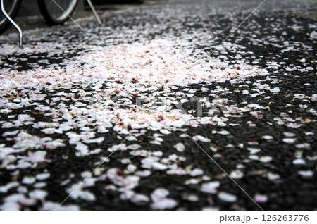 歩道に散った桜の花びら 126263776