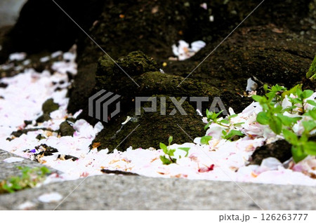散った桜の花びら 散った桜の花びら 126263777