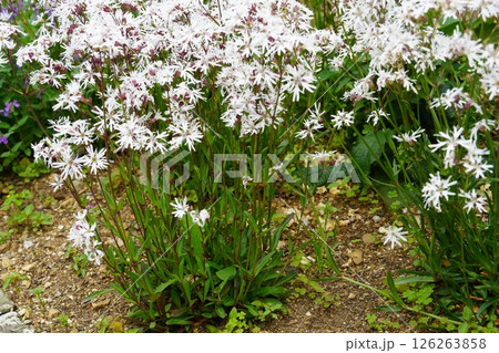 咲き始めたバラの花とメタセコイア並木 咲き始めたバラの花とメタセコイア並木 126263858