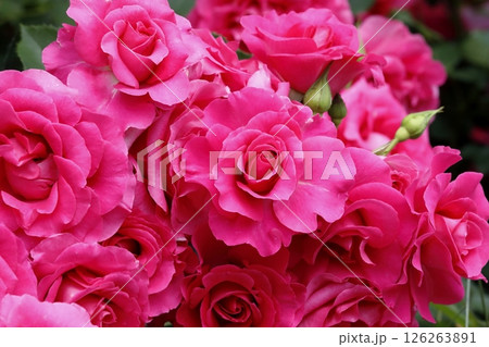 春の薔薇 126263891
