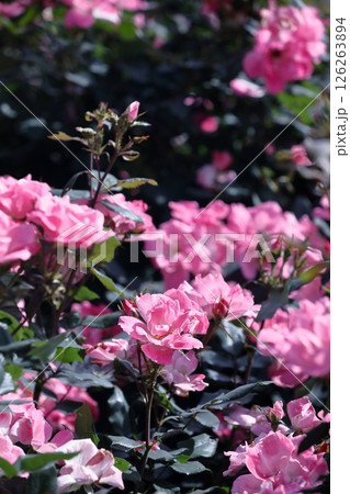 春の薔薇 126263894