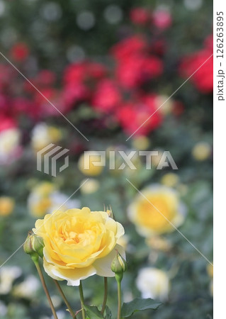 春の薔薇 126263895