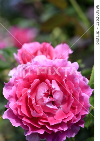 春の薔薇 126263896