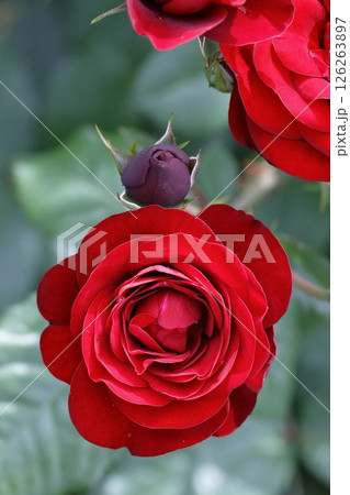 春の薔薇 春の薔薇 126263897