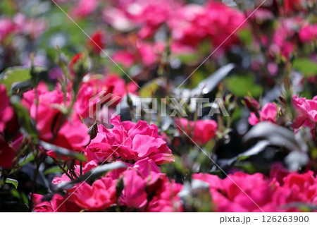 春の薔薇 126263900