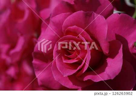 春の薔薇 春の薔薇 126263902