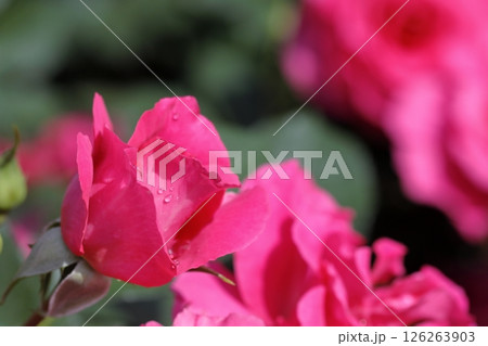 春の薔薇 126263903