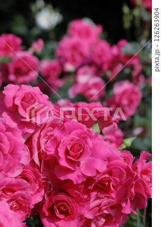 春の薔薇 春の薔薇 126263904