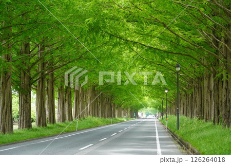 咲き始めたバラの花とメタセコイア並木 126264018