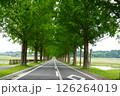 咲き始めたバラの花とメタセコイア並木 126264019
