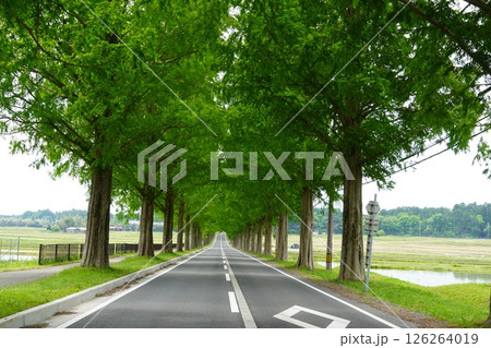 咲き始めたバラの花とメタセコイア並木 126264019