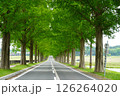 咲き始めたバラの花とメタセコイア並木 126264020