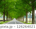 咲き始めたバラの花とメタセコイア並木 126264021