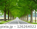 咲き始めたバラの花とメタセコイア並木 126264022