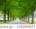 咲き始めたバラの花とメタセコイア並木 126264023