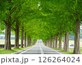 咲き始めたバラの花とメタセコイア並木 126264024