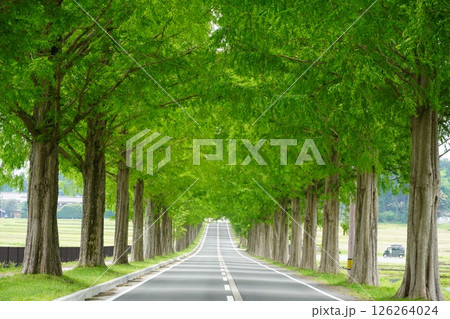 咲き始めたバラの花とメタセコイア並木 126264024