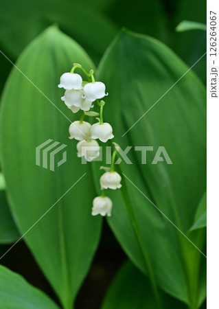 スズラン 126264067