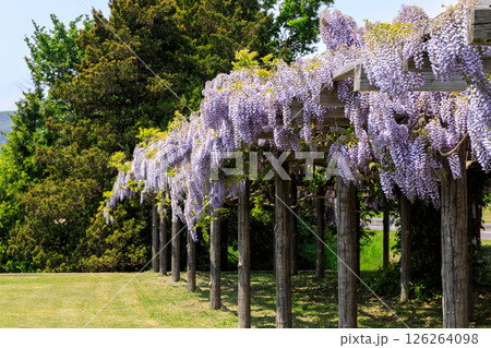 北海道洞爺湖町、洞爺湖畔で見事な花を咲かせる栄藤【6月】 北海道洞爺湖町、洞爺湖畔で見事な花を咲かせる栄藤【6月】 126264098