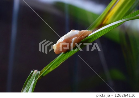 相模川ふれあい科学館のカエル 相模川ふれあい科学館のカエル 126264110
