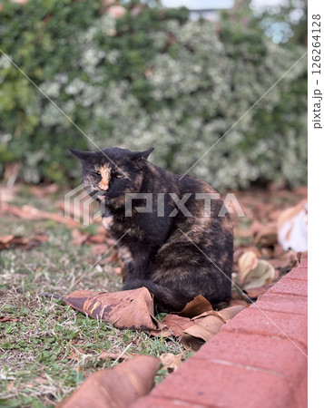 street cat walks through the evening city. High quality photo street cat walks through the evening city. High quality photo 126264128