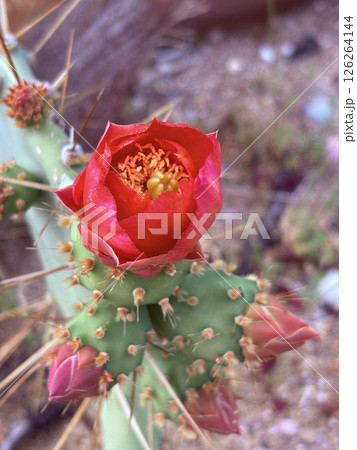 Cactus red flower. High quality photo 126264144