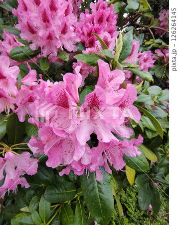 Red and white variegated broadleaf Rhododendron President Roosevelt in flower on green Red and white variegated broadleaf Rhododendron President Roosevelt in flower on green 126264145