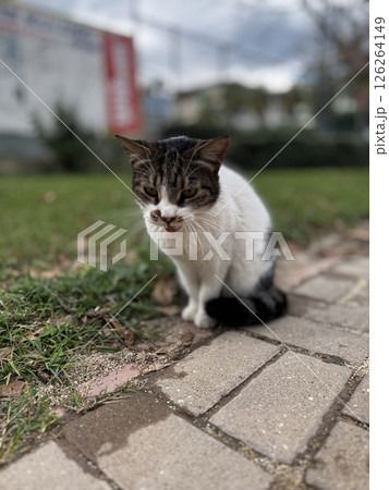 charismatic face cat. High quality photo charismatic face cat. High quality photo 126264149