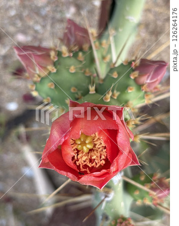 Cactus red flower. High quality photo Cactus red flower. High quality photo 126264176