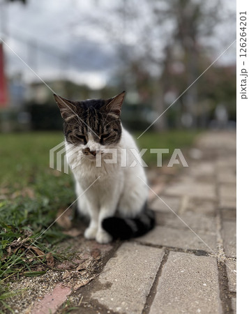 Cat rocky beach seashore 126264201